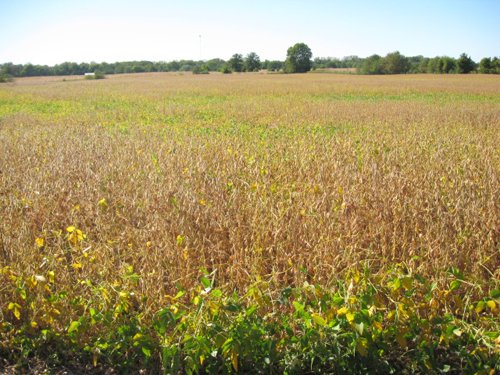 Property photo 14 - 80 Acres Offered in 4 Tracts - Horse Farm